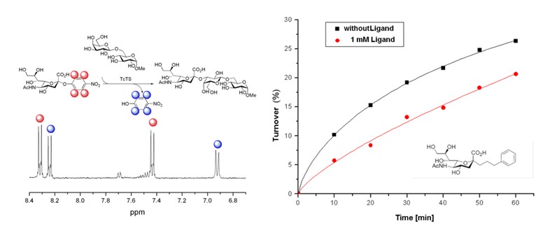 Transglycosylation.jpg