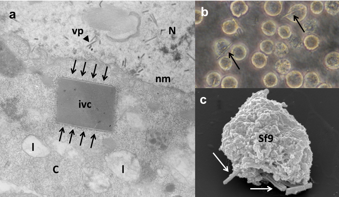 In vivo crystals inside Sf9 cells, © UHH/AG-Betzel In vivo crystals inside Sf9 cells
