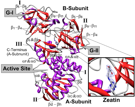 Three-dimensional structure of Viscum album mistletoe lectin I in complex with a phytohormone