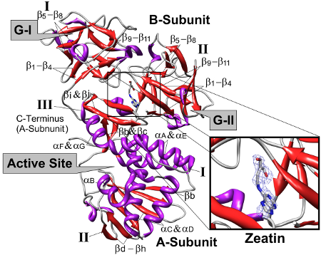 Three-dimensional structure of Viscum album mistletoe lectin I in complex with a phytohormone, © UHH/AG-Betzel Three-dimensional structure of Viscum album mistletoe lectin I in complex with a phytohormone