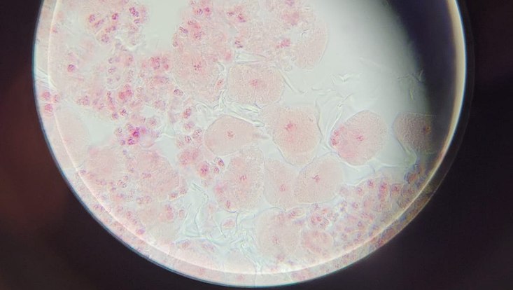 biogenetik-wise-22-23-2-733x414 Zellen unter einem Mikroskop