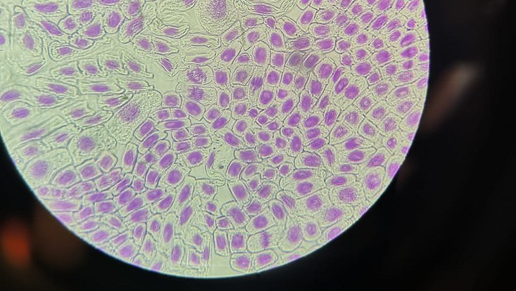 biogenetik-wise-22-23-5-733x414 Zellen unter einem Mikroskop