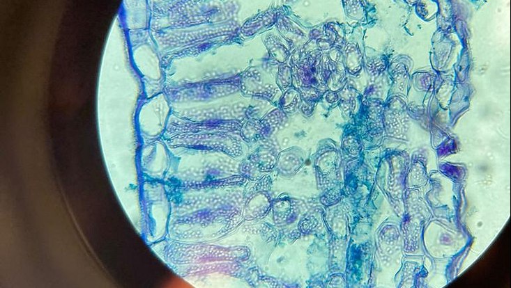 biogenetik-wise-22-23-9-733x414 Zellen unter einem Mikroskop