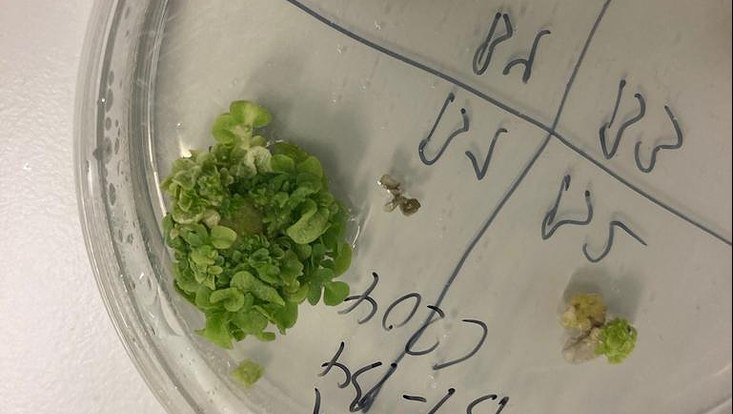 biogenetik-wise-22-23-11-733x414 Das Foto zeigt kleine Pflanzen, welcheauf einem durchsichtige Medium wachsen.