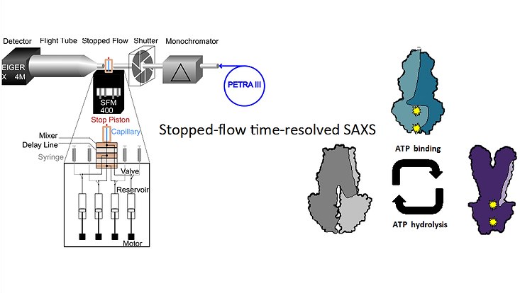 Schematische Darstellung der Untersuchungen zu ABC-Transportern