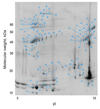 2-D gel electrophoresis of the venom from the Siamese Russell’s viper, © UHH/AG-Betzel 2-D gel electrophoresis of the venom from the Siamese Russell’s viper