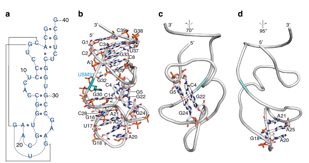 Structure of the NOX-E36-aptamer, © UHH/AG-Betzel Structure of the NOX-E36-aptamer