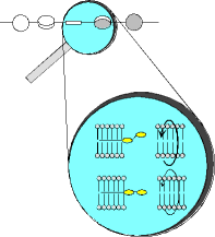 chiral twisting